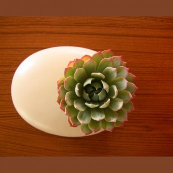 Oval