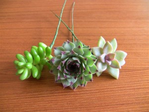 IMG_1731 (Medium)