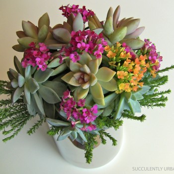 succulent-bouquet-in-Spring_colors