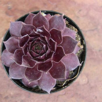 Sempervivum Purple
