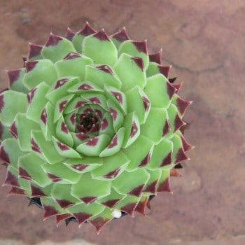 Sempervivum-calcareum