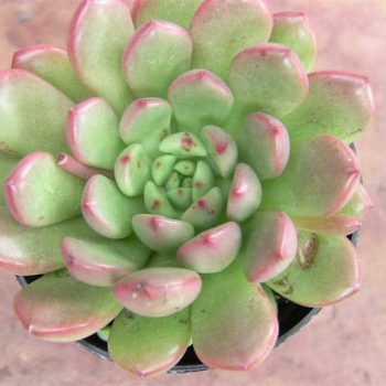 Garptoveria Bashful