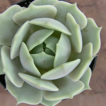 Echeveria Lola