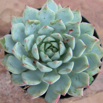 Echeceria Azulita