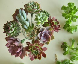 wired-succulents_a