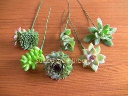 wired-succulents_c