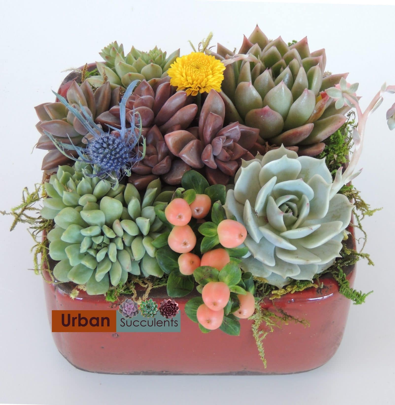 Succulent bouquet mauve,