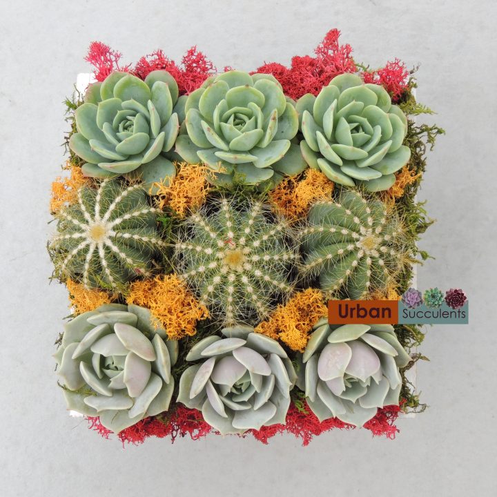 Cactus Floral Arrangements ~ Pai Play