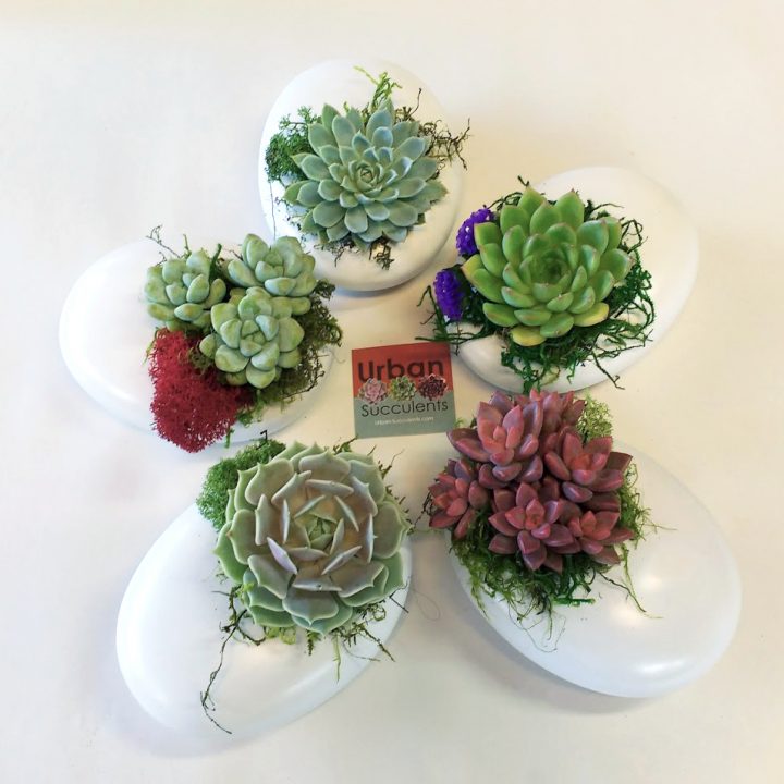 Succulent Plant Gift by Urban Succulents