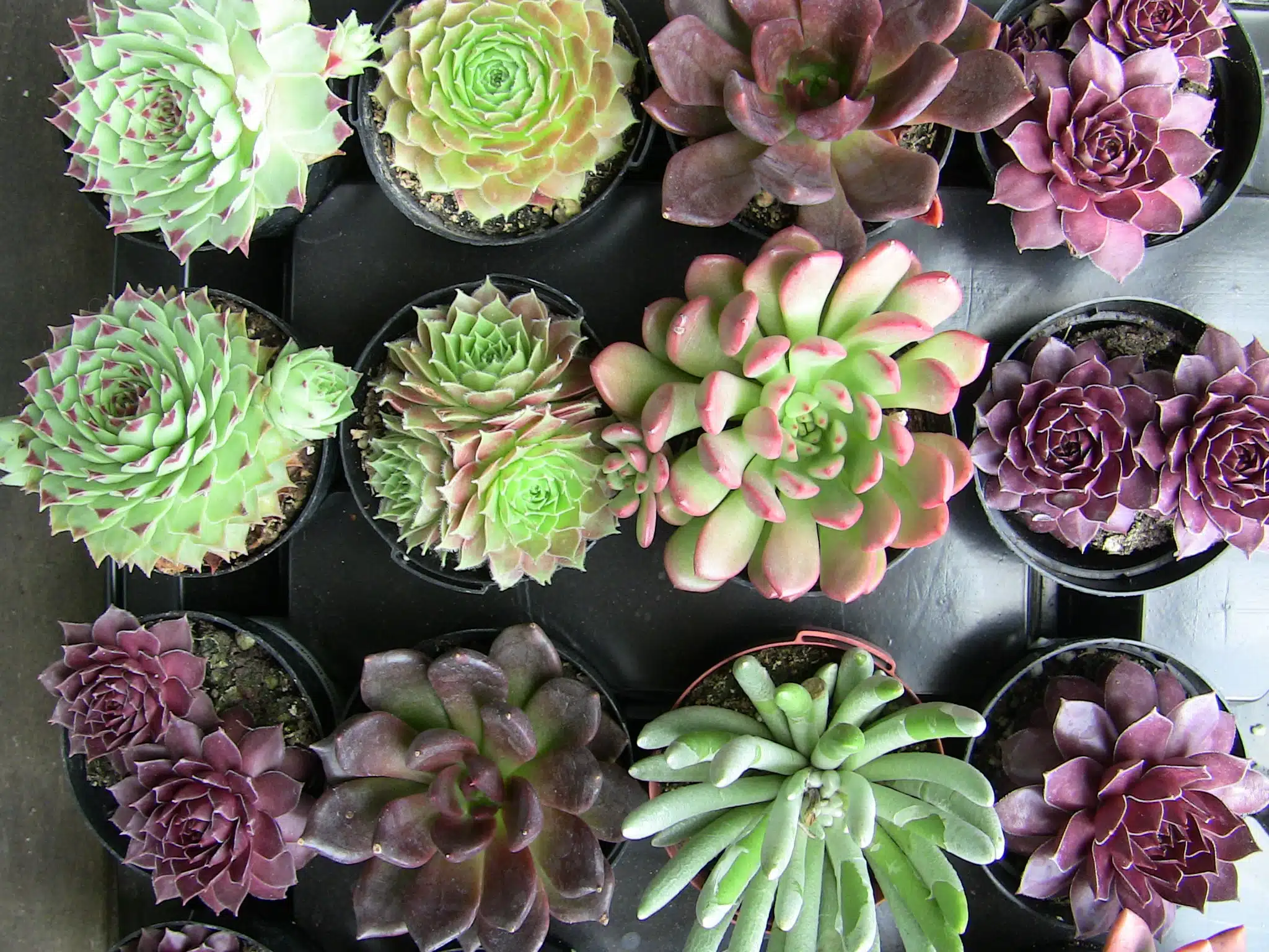 Succulent Varieties : 20 Assorted Rosette Succulent Cuttings Assorted Rosette ... / Landscapes, dish gardens and garden containers, terrariums, vertical gardens, rock gardens, and along pathways.