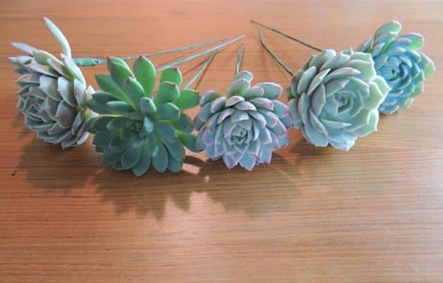 Do it yourself succulent bouquets