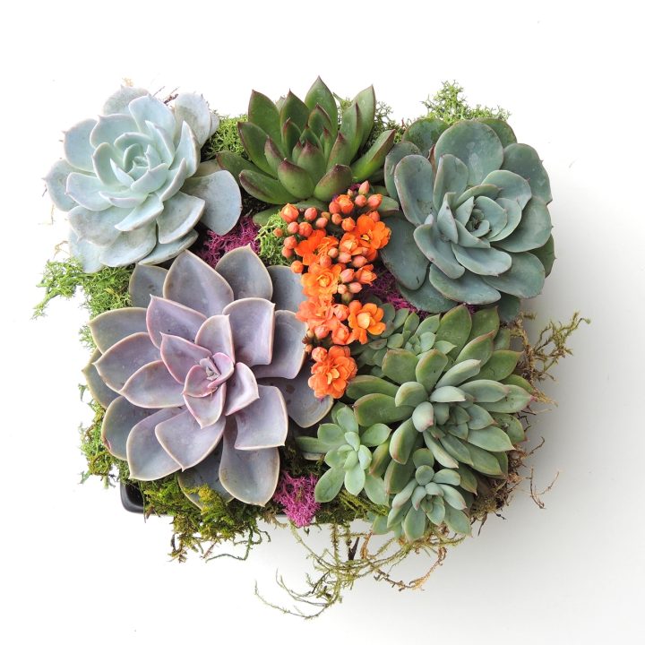 Succulent Gifts & Arrangements For Sale [Free Delivery]