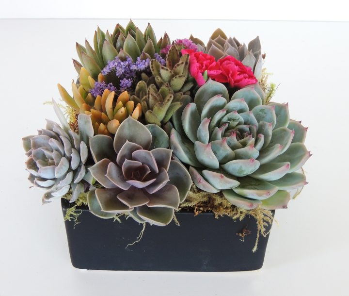 Succulents in Ceramic Container - Dani | Urban Succulents