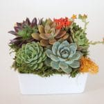 succulent-arrangement in ceramic container-Dani