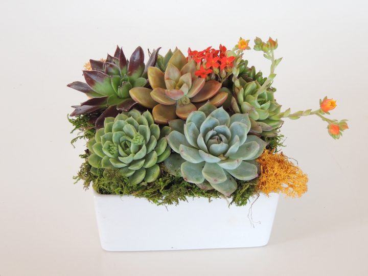 succulent-arrangement in ceramic container-Dani