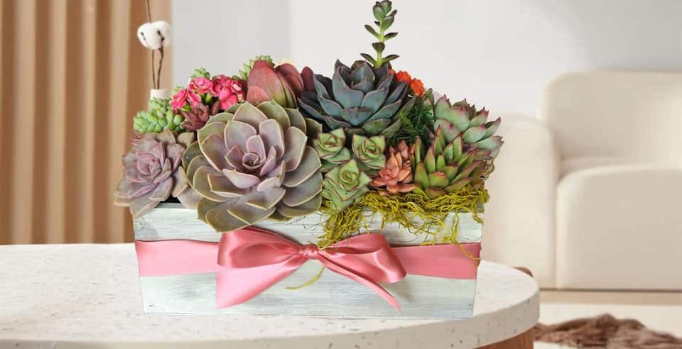 Succulent Gifts