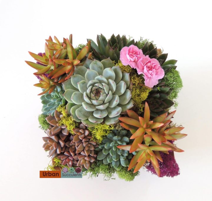 Summer-Wood box Succulent Arrangement | Urban Succulents