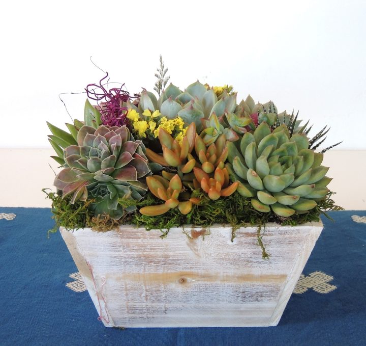 Summer-Wood box Succulent Arrangement | Urban Succulents