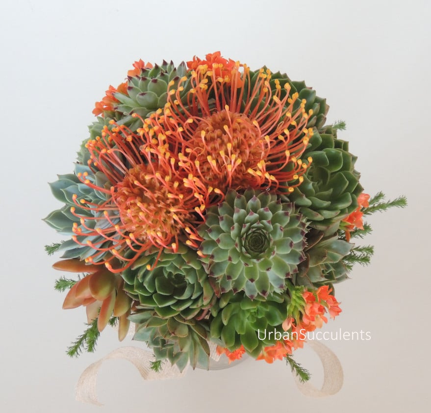 Pincushion Flower – Earthtones Greenery