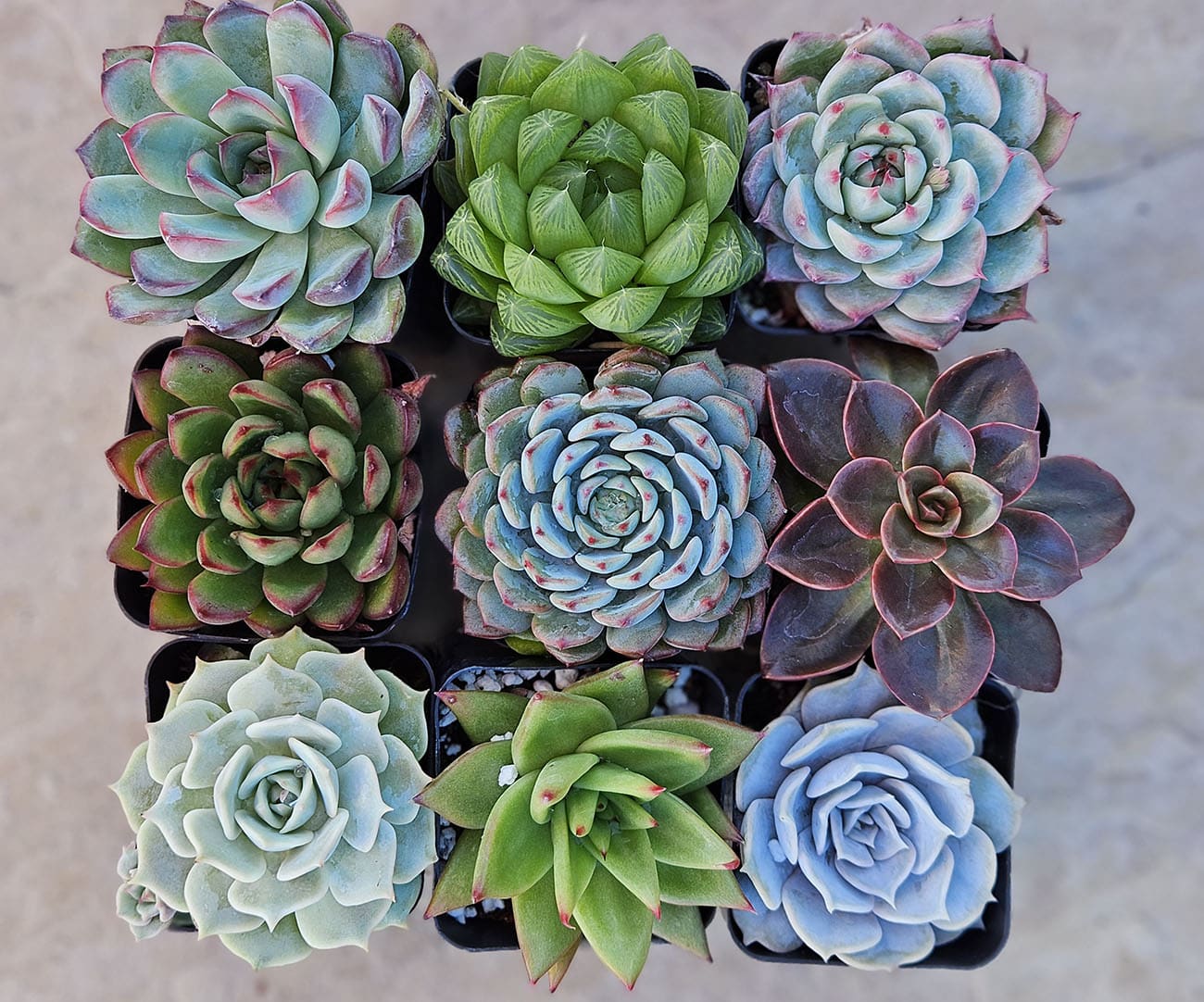 Why Succulents Make for Great Gift? | Succulent Gift Ideas - Succulents Box