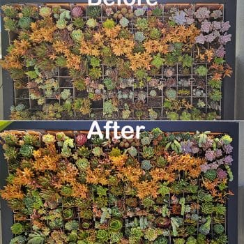 Succulent wall replanting