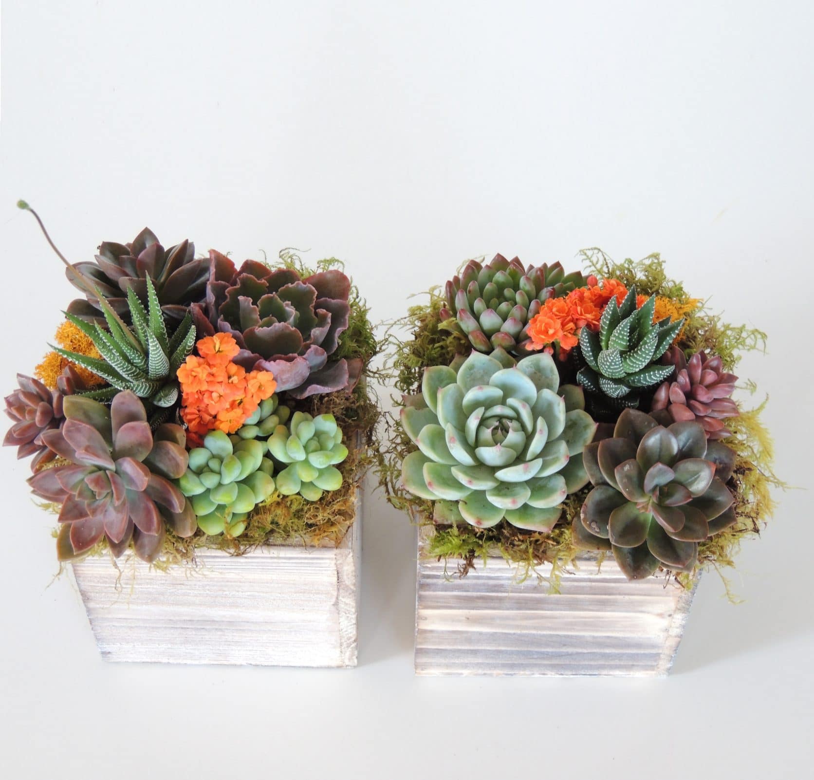 Succulent Delivery | Send Succulents Today
