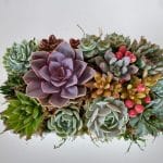 Succulent arrangement in 12x7 ceramic dish