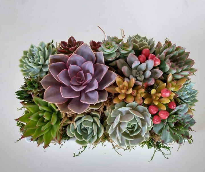 Succulent arrangement in 12x7 ceramic dish