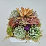 succulent arrangement dani