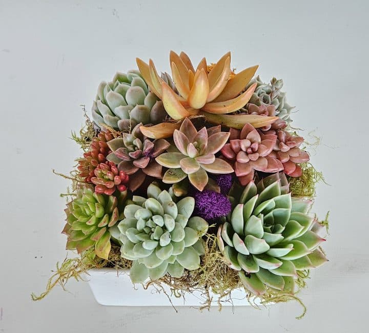 succulent arrangement dani