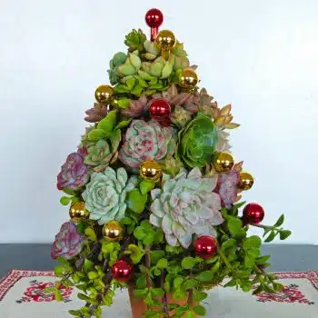 Succulent Xmas tree