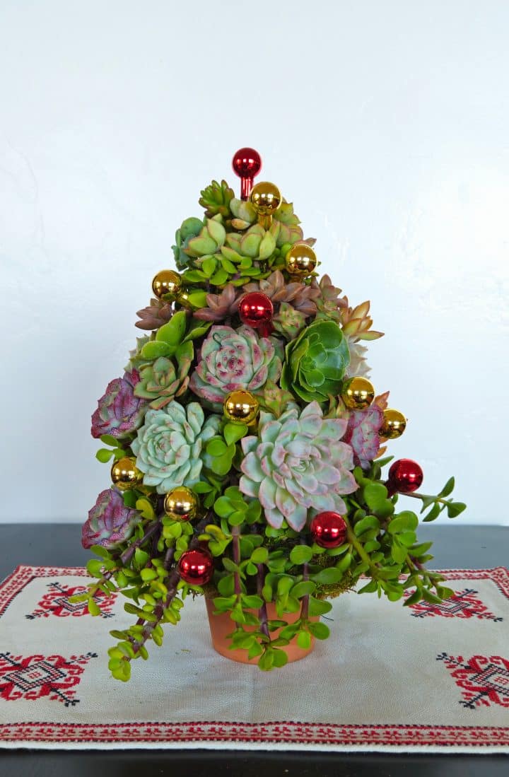 succulent Christmas tree