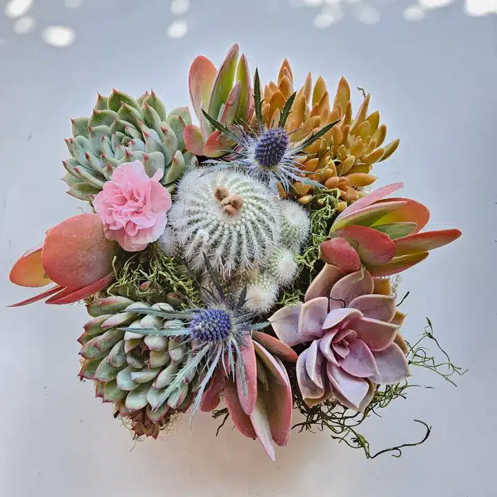 succulent arrangement with cactus