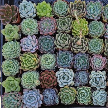 20 - 2" succulent plants for wedding/party favors