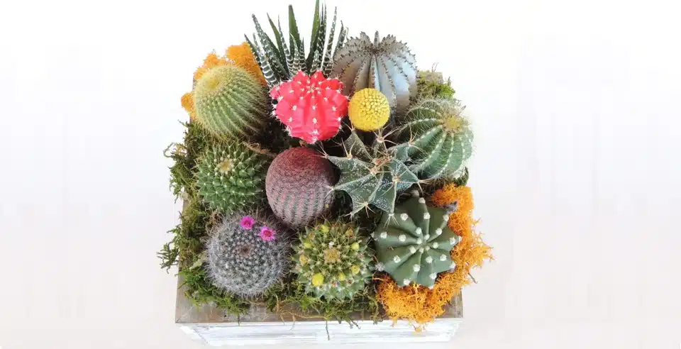 Succulent Cactus Collection