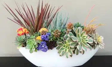 Succulent Centerpieces San Diego